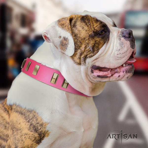 American Bulldog fancy walking genuine leather collar with awesome studs for your canine