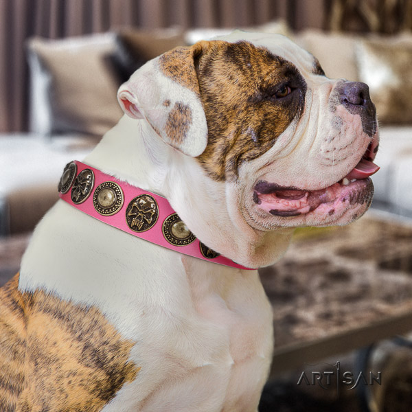 American Bulldog basic training full grain leather collar with embellishments for your canine