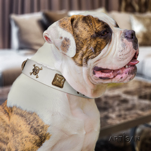 American Bulldog handy use genuine leather collar with awesome embellishments for your doggie