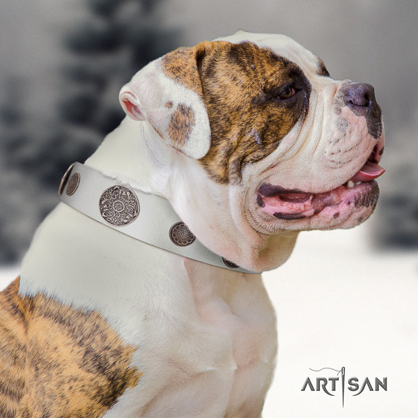 American Bulldog walking leather collar with impressive embellishments for your canine