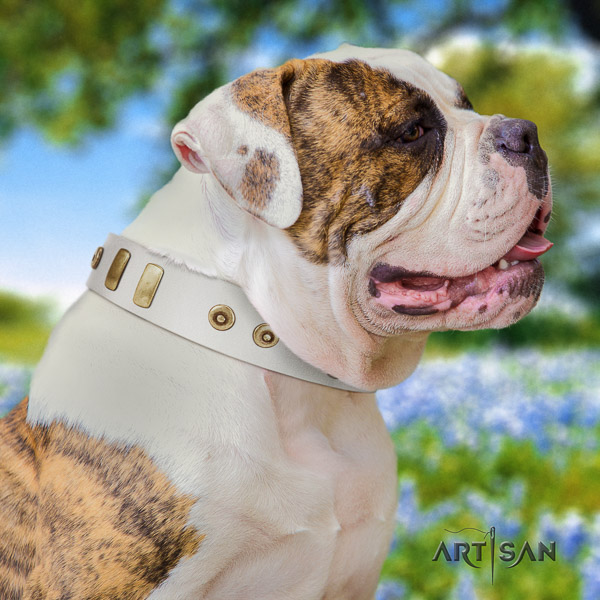 American Bulldog easy wearing natural leather collar with fashionable adornments for your canine