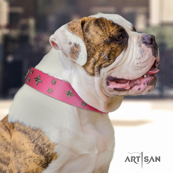 American Bulldog comfortable wearing full grain leather collar with fashionable embellishments for your dog