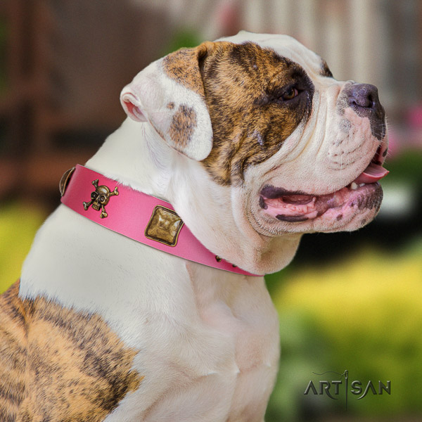 American Bulldog daily use full grain leather collar with unusual studs for your dog