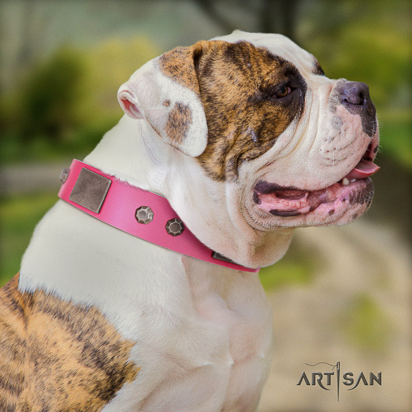 American Bulldog easy wearing full grain leather collar with exceptional studs for your pet