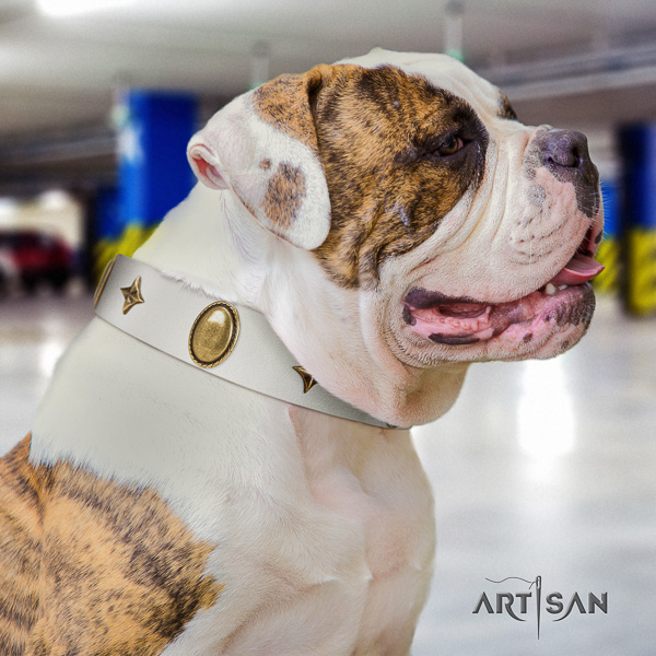 American Bulldog basic training full grain leather collar with exceptional studs for your dog