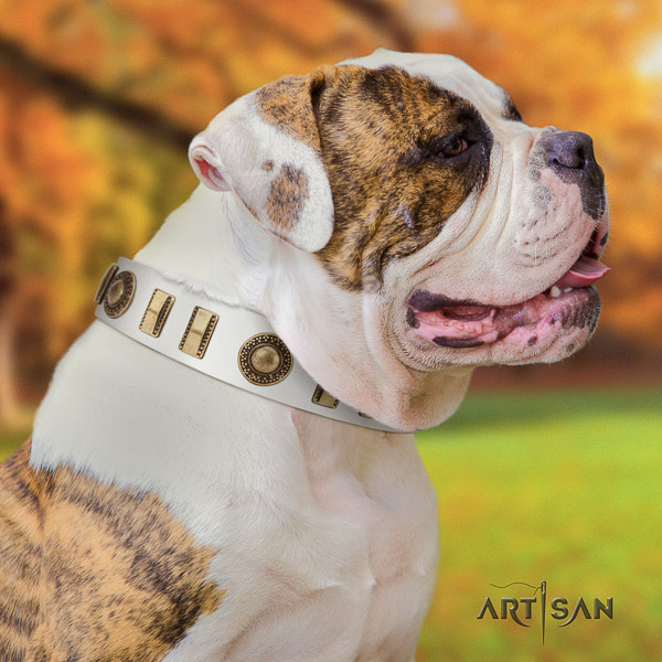 American Bulldog everyday walking natural leather collar with stunning studs for your doggie