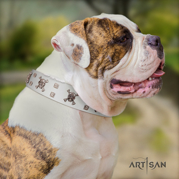 American Bulldog daily walking leather collar with unique embellishments for your canine