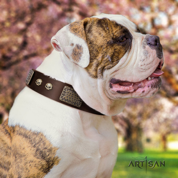 American Bulldog top notch leather dog collar with decorations for daily use