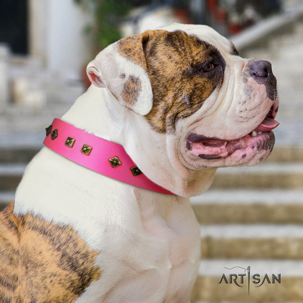 American Bulldog stylish design leather dog collar with studs for everyday use