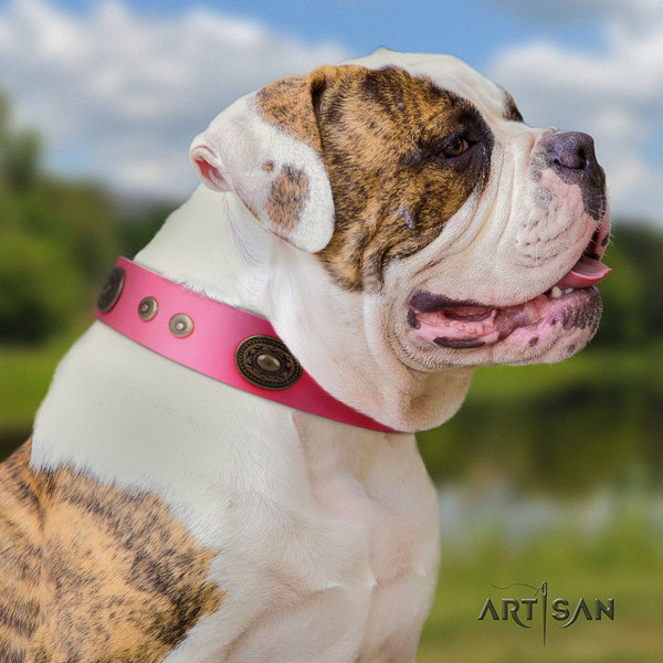 American Bulldog amazing genuine leather dog collar with adornments