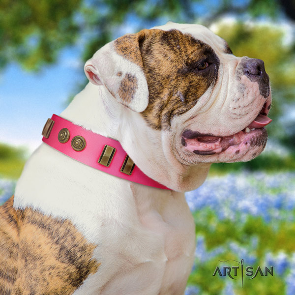 American Bulldog exceptional genuine leather dog collar with studs for handy use