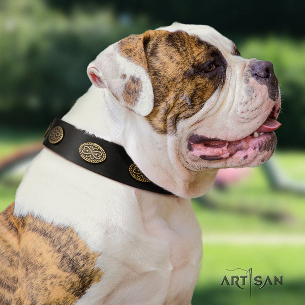 American Bulldog exquisite leather dog collar with embellishments