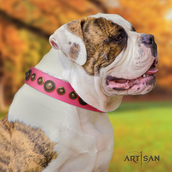 American Bulldog exquisite genuine leather dog collar with adornments