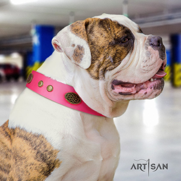 American Bulldog stylish design genuine leather dog collar with decorations for everyday use