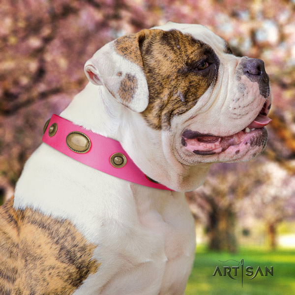 American Bulldog stylish leather dog collar with studs for fancy walking