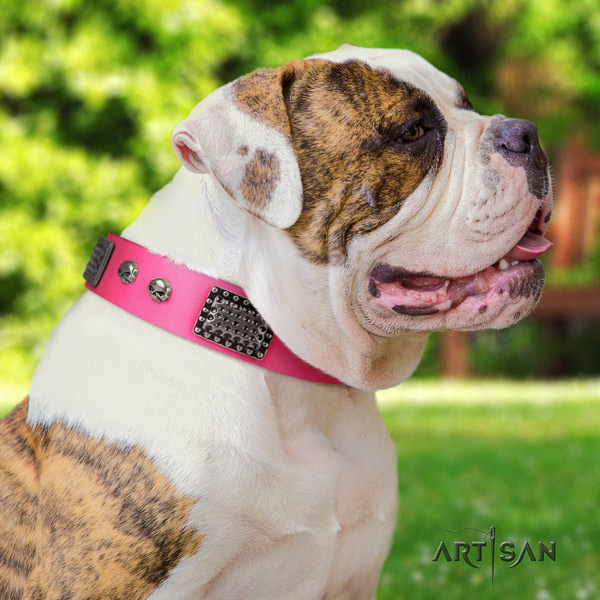 American Bulldog amazing leather dog collar with decorations for fancy walking