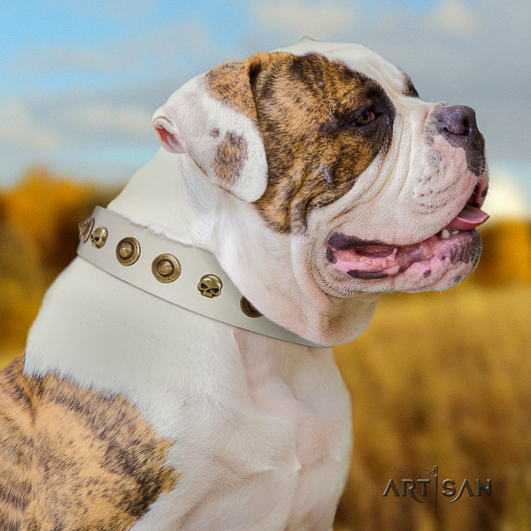 American Bulldog handy use leather collar with top notch studs for your pet