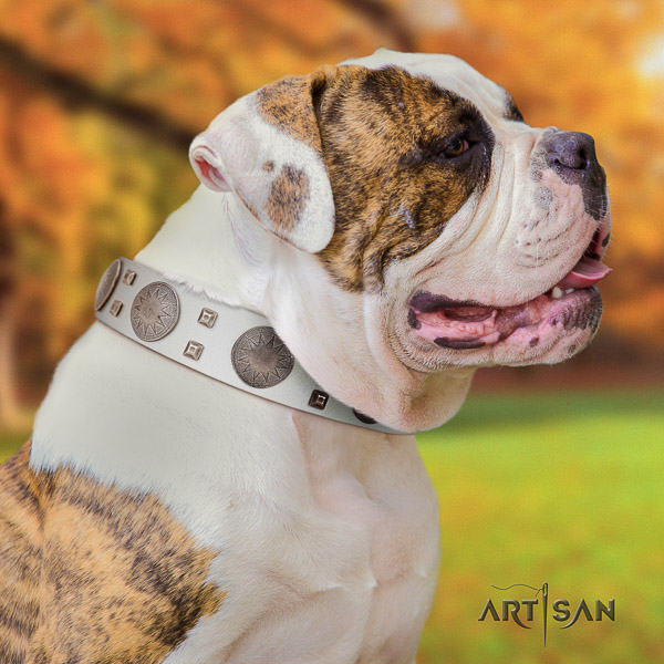 American Bulldog stylish walking genuine leather collar with top notch decorations for your canine