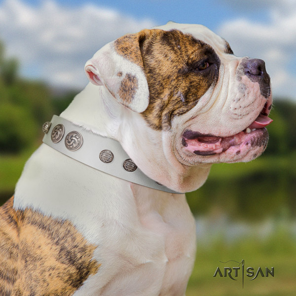 American Bulldog handy use leather collar with extraordinary studs for your pet