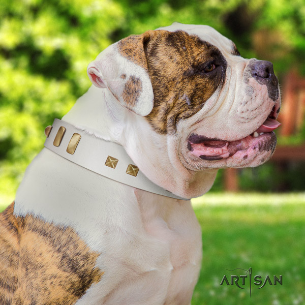 American Bulldog basic training natural leather collar with trendy studs for your four-legged friend