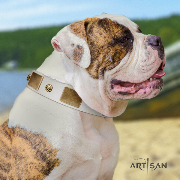 American Bulldog stylish walking natural leather collar with stylish design studs for your doggie