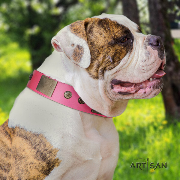 American Bulldog stylish walking full grain natural leather collar with decorations for your doggie