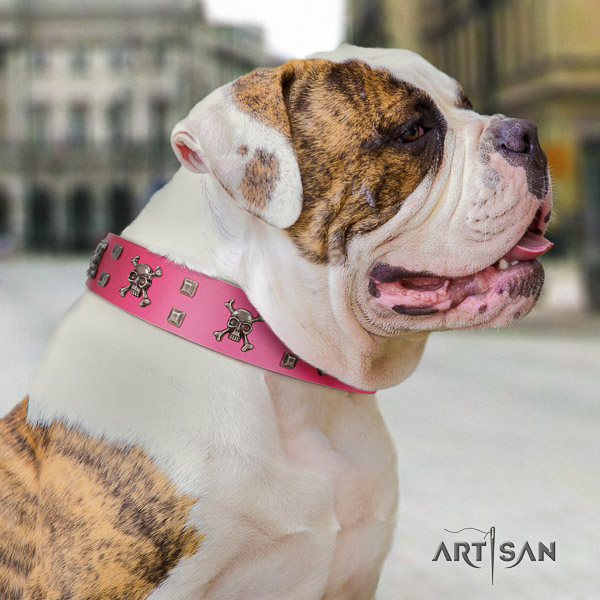 American Bulldog everyday walking leather collar with incredible embellishments for your dog