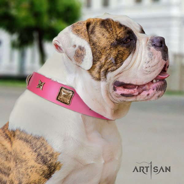 American Bulldog handy use full grain natural leather collar with embellishments for your pet