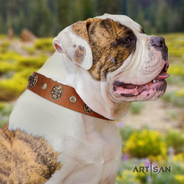 American Bulldog comfortable wearing full grain leather collar with decorations for your dog