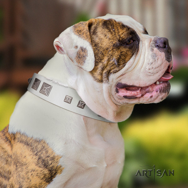 American Bulldog easy wearing full grain leather collar with unique studs for your pet