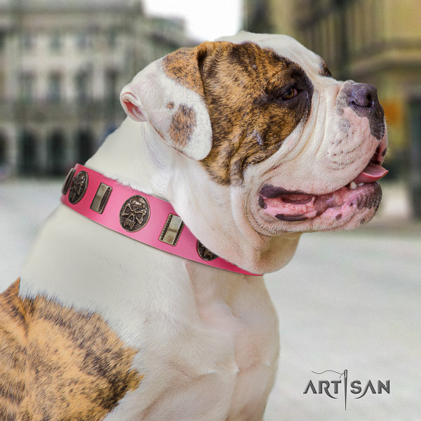 American Bulldog comfortable wearing leather collar with embellishments for your dog