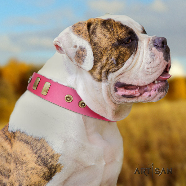American Bulldog everyday walking leather collar with inimitable adornments for your doggie