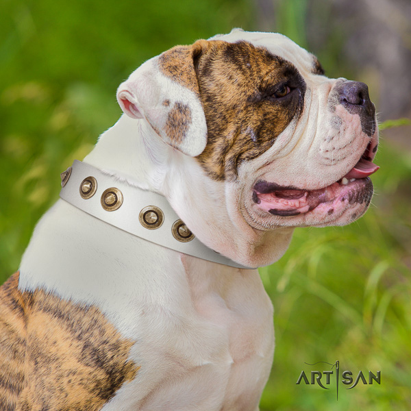 American Bulldog easy wearing genuine leather collar with adornments for your canine