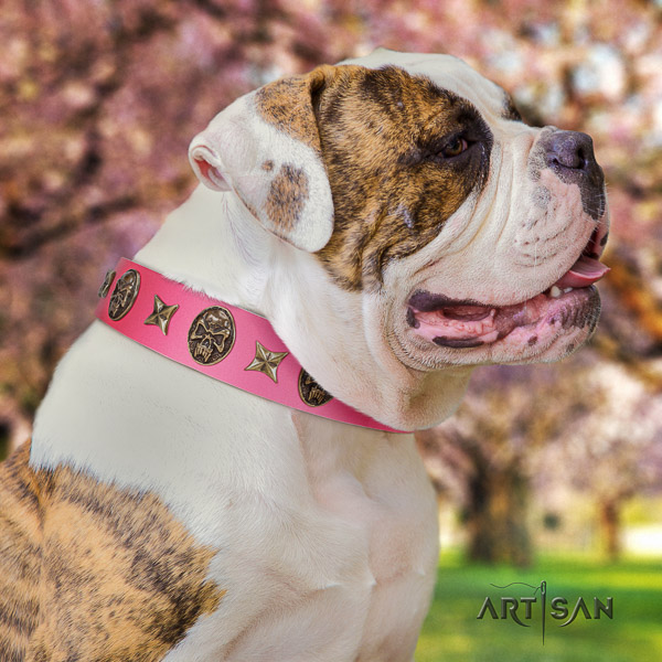 American Bulldog everyday walking full grain genuine leather collar with studs for your canine