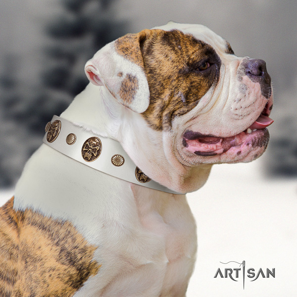 American Bulldog daily walking natural leather collar with adornments for your canine