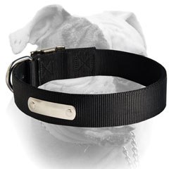 Extra wide nylon American Bulldog collar