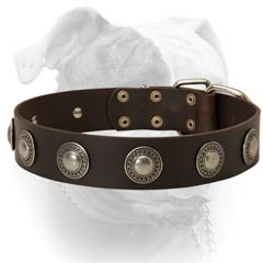 Securely riveted American Bulldog collar