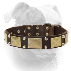 Securely riveted American Bulldog leather collar