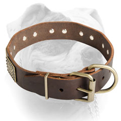 Brass fittings for American Bulldog collar