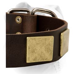 Exclusive old massive brass plates for American Bulldog collar
