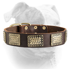 Decorated American Bulldog collar with massive brass plates