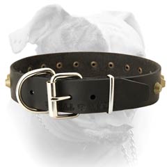 Leather American bulldog collar with nickel plated hardware