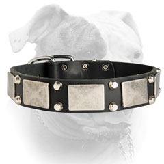 Leather American Bulldog collar decorated with massive nickel plates and studs