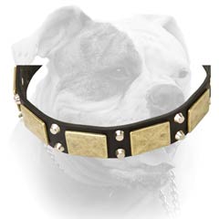 Leather American Bulldog collar with pyramids and massive plates