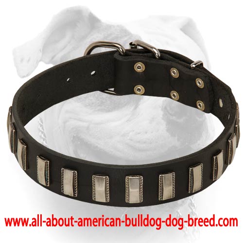Elegant nickel plates for American Bulldog collar