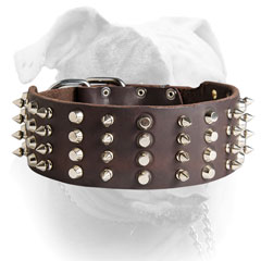 Spiked and studded American Bulldog collar