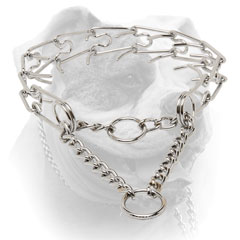 Pinch collar for American Bulldog training