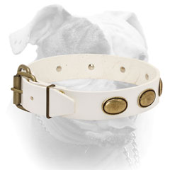 Reliable brass hardware for American Bulldog collar of white leather