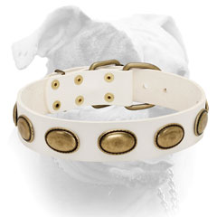 Luxury white leather American Bulldog collar decorated with vintage oval massive plates