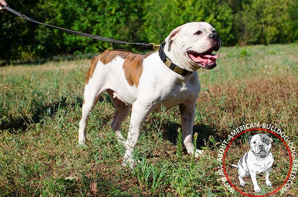 War-like decorated leather American Bulldog collar